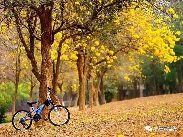近期农业种植致富新模式,未来农业赚钱新模式