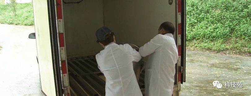 北奶南调运费高,水牛改行去产奶!