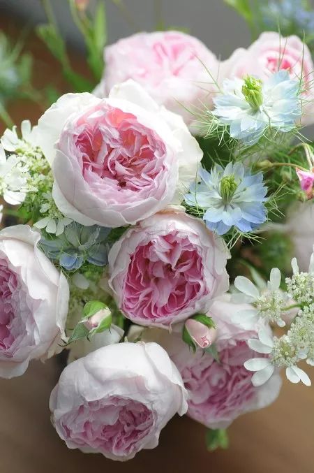 日本顶级微型月季,日本顶级盆栽大师