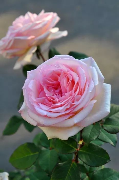 日本顶级微型月季,日本顶级盆栽大师