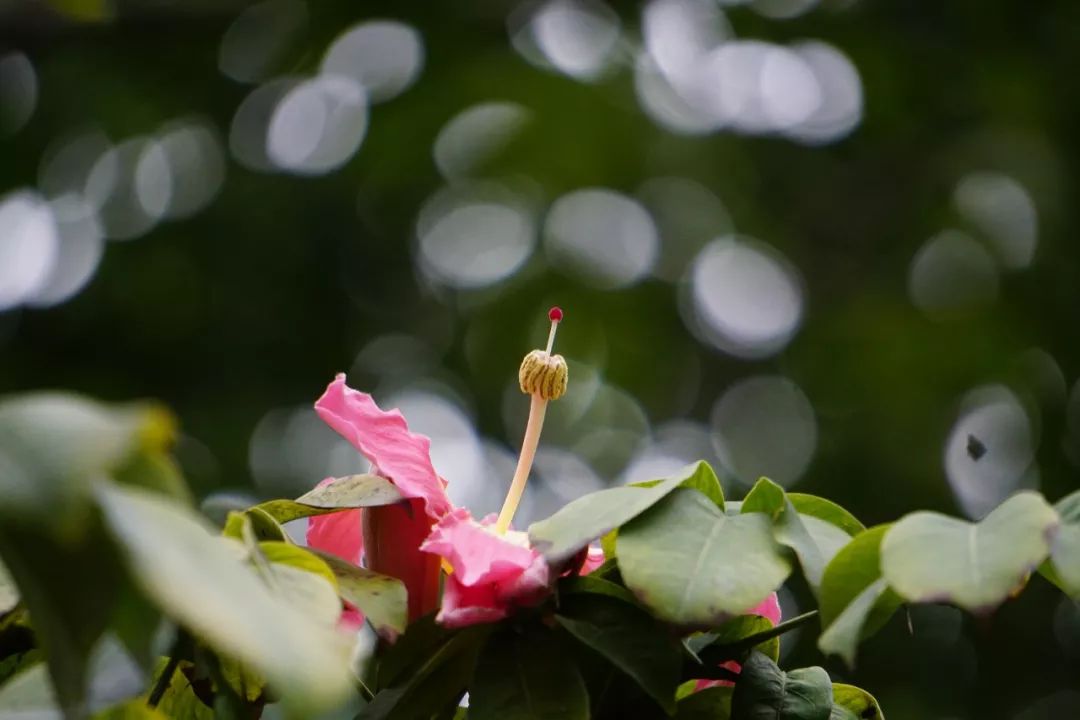 华南植物园吉祥花图片,华南植物园禾雀花观赏时间