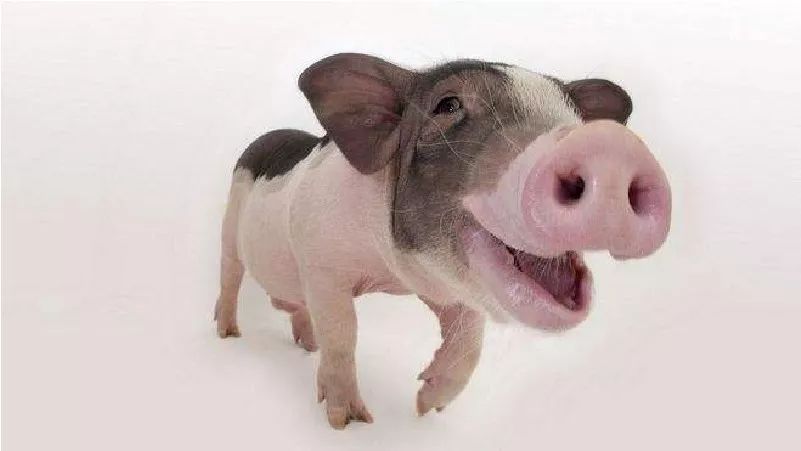 春节红包创意设计,春节设计红包