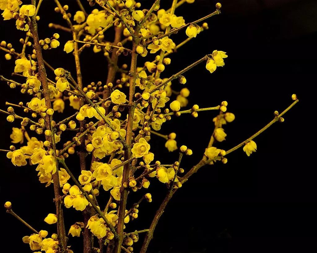 腊梅花的香味沁人心脾,腊梅花开香味扑鼻