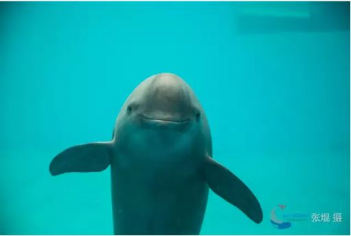 蹦跶自然课堂丨守护“微笑精灵”，我们在行动