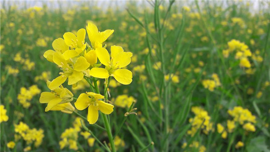 100个家庭急救小常识,家庭急救小常识范例6篇