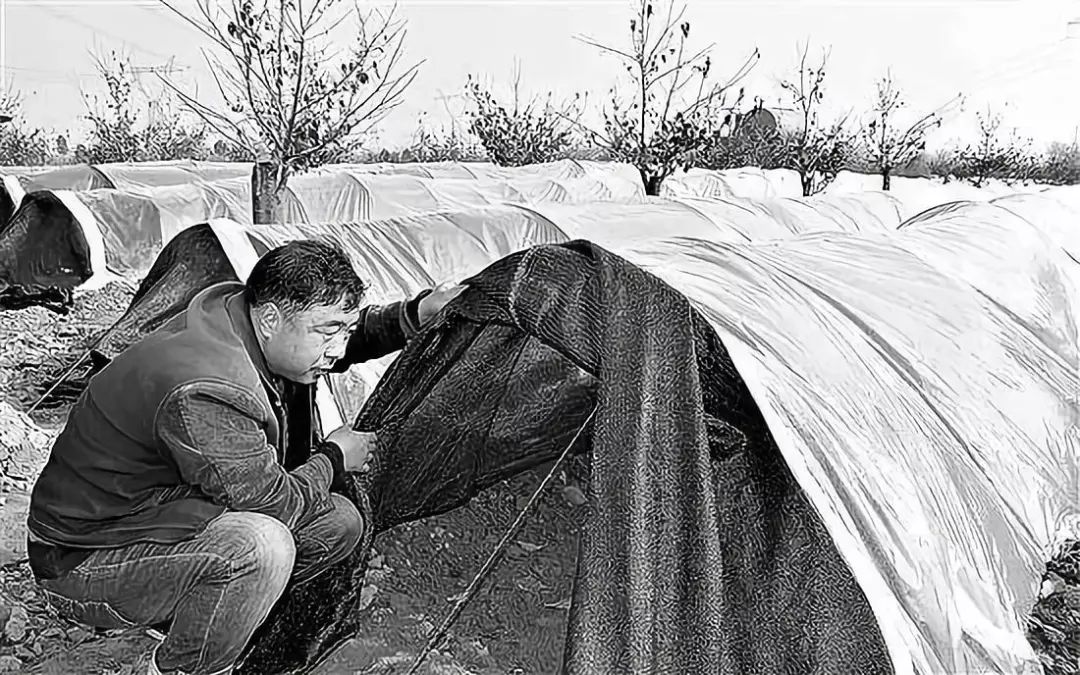 纯天然羊肚菌种植方法,珍稀羊肚菌怎么种