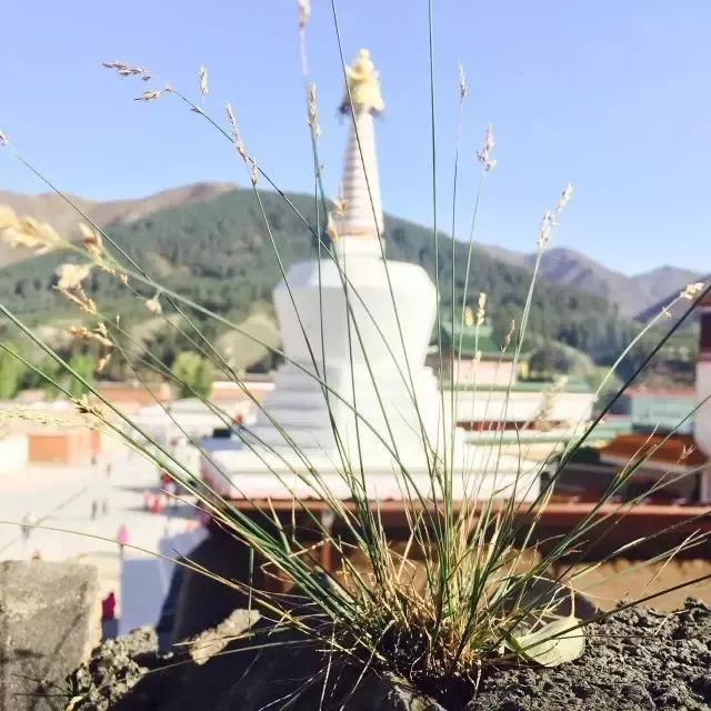 夏河:跨国搭车团在囧途