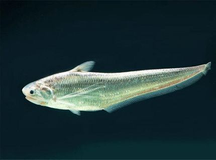 今日长江刀鱼消息,长江刀鱼现在的情况