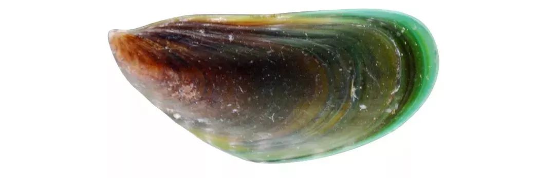 不认识这些海鲜，还敢说吃遍三亚？“三亚发布”能查海鲜限价哦～