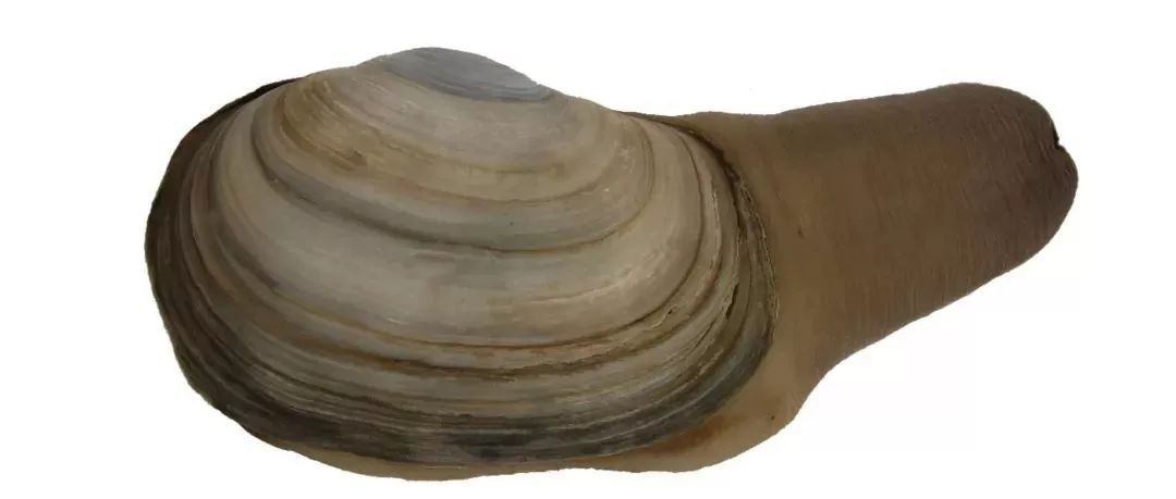 不认识这些海鲜，还敢说吃遍三亚？“三亚发布”能查海鲜限价哦～