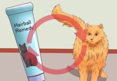 猫咪便秘吃肠道处方粮,猫咪便秘按摩肚子手法