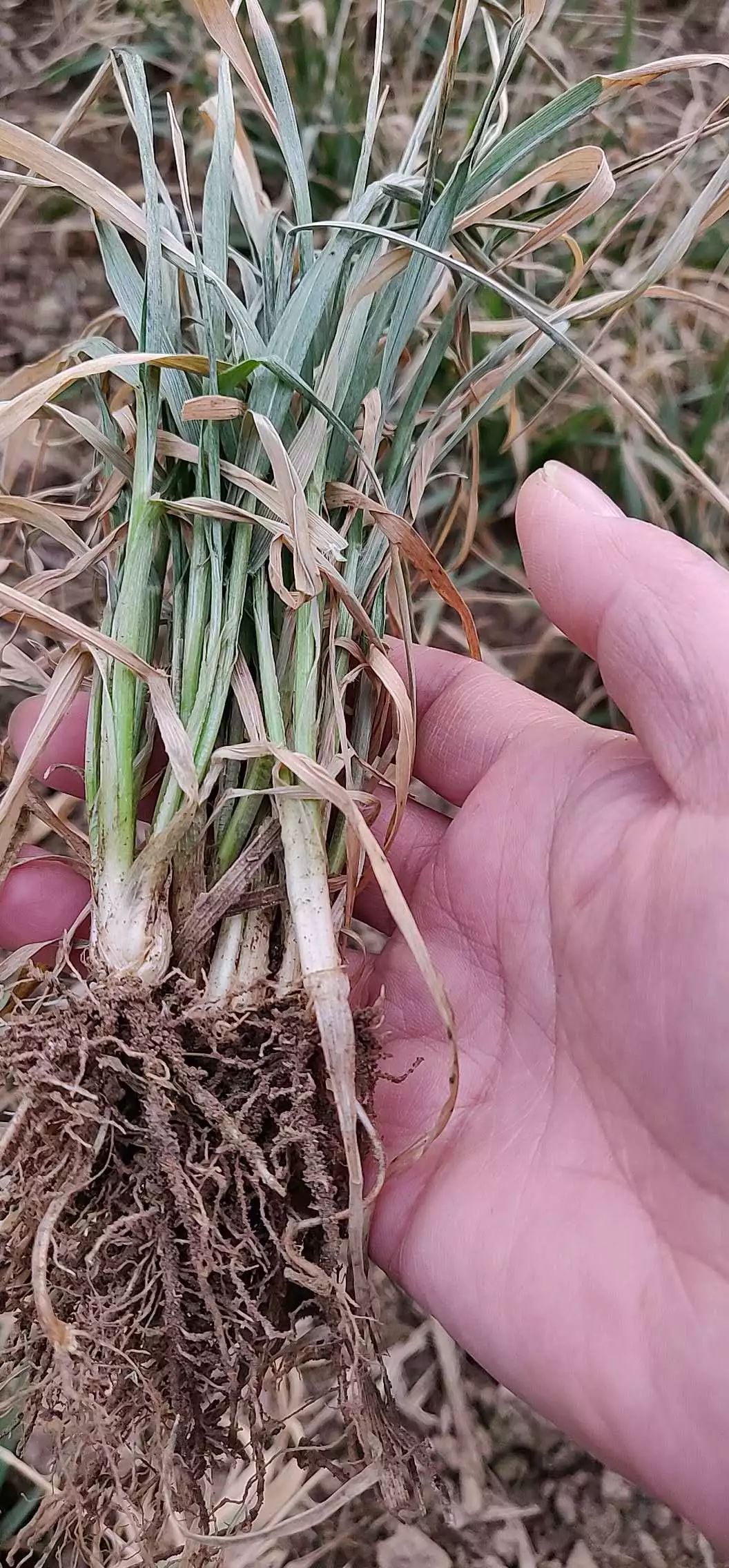 多地小麦出现发黄枯死现象,近期小麦发黄的原因怎么补救