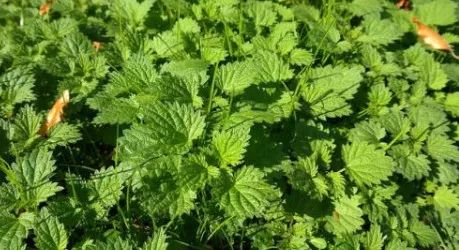 水产饲料成分说明,海水饲料