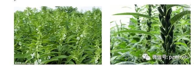 故园旧事全文阅读,故园往事许广洲免费阅读