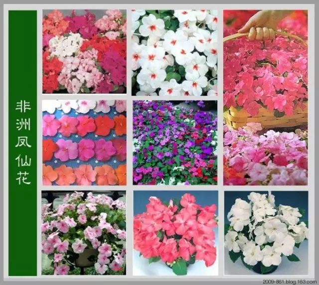 最全花品种,史上最简单的十种花