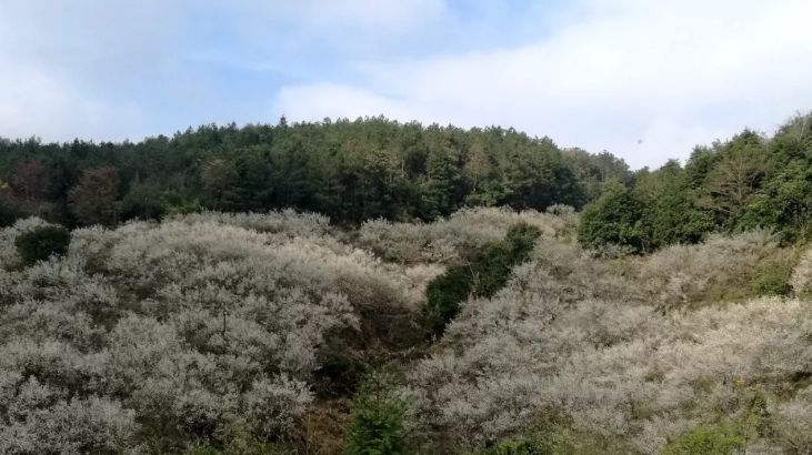 梁化梅园梅花开了吗,梁化梅园梅花观赏最佳时间
