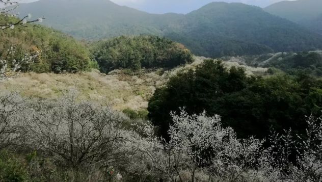 梁化梅园梅花开了吗,梁化梅园梅花观赏最佳时间