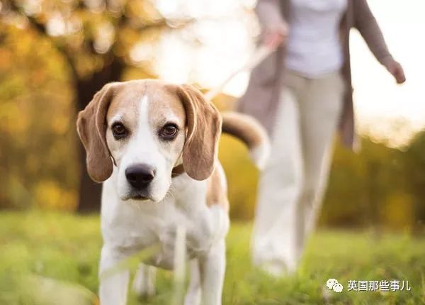 如何劝遛狗不铲屎的人铲屎,遛狗不铲屎有权打狗吗