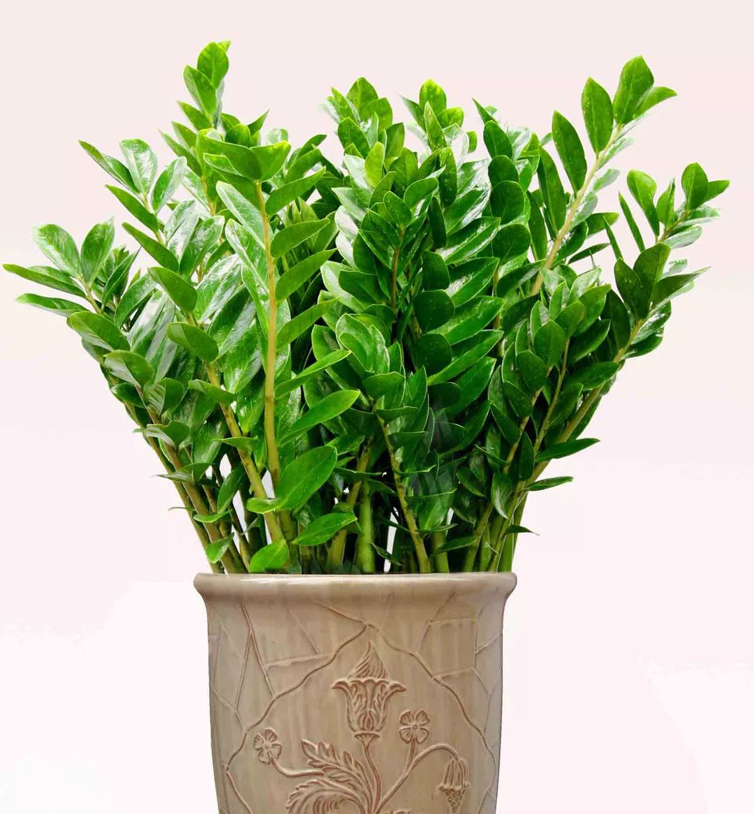 喜庆年宵花,盘点最受欢迎的十大年宵花