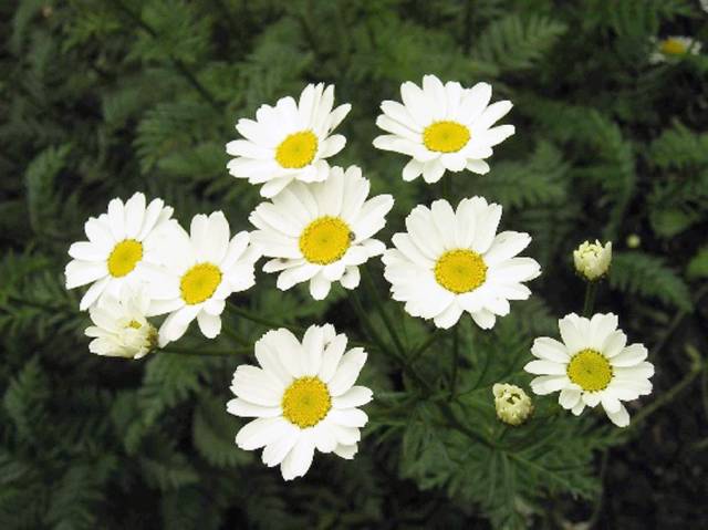 植物驱蚊精华,温和驱蚊天然植物配方