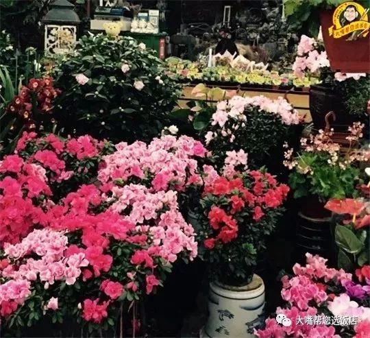 大连免费赏花好去处,逛遍大连