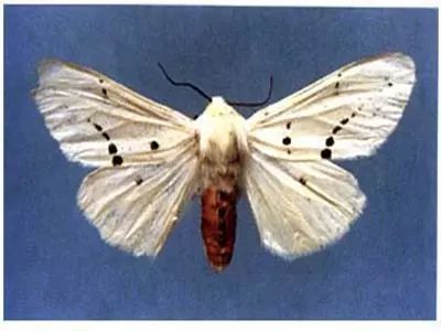 农作物害虫大全及防治,蔬菜害虫图片大全集