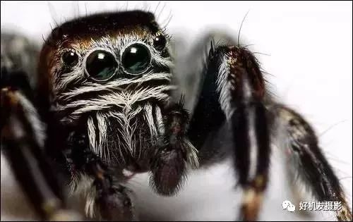 新手必须掌握的7个微距摄影技巧,光影留情谈微距拍摄技巧