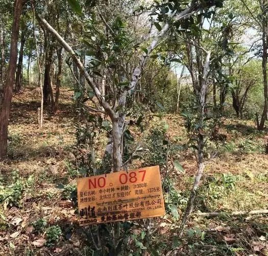 曼松名气大,曼松为什么这么贵