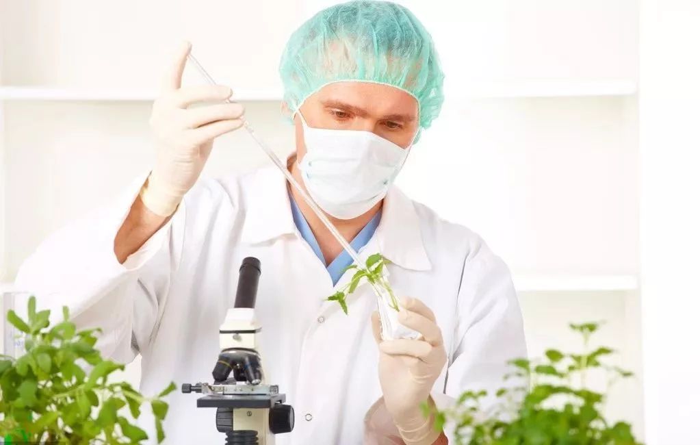 我国农业转基因现状,农业行业转基因