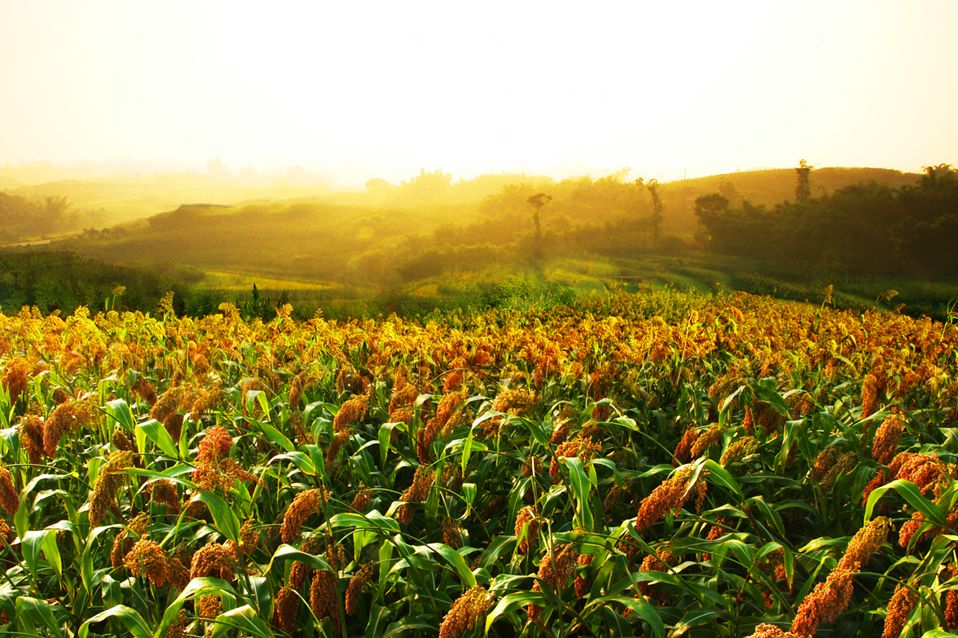 浓香鼻祖是什么酒,浓香鼻祖是谁