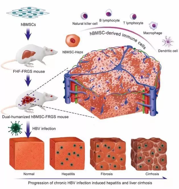 世界上最仿真的乙肝病毒,乙肝肝纤维化动物模型