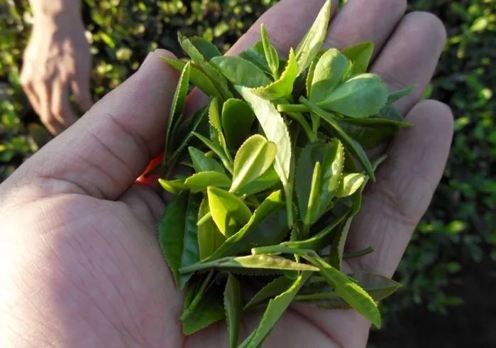 回家过年带了什么回家,过年回家带什么特产最好