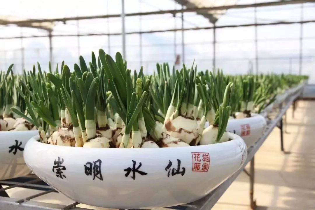 沪郊冬魅｜寒冬岁杪，清供一盆馨香，又到一年水仙时