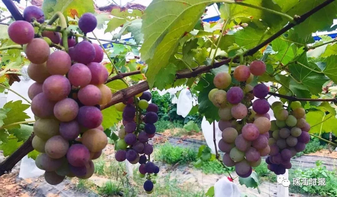 十大美丽海岛自驾游,自驾游体验摘果