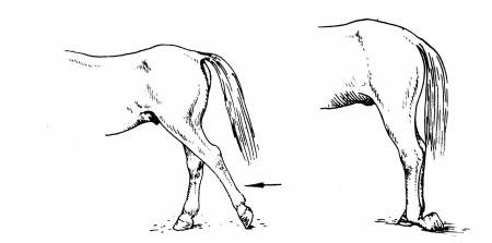 赛马前腿瘸了什么原因,赛马腿瘸了