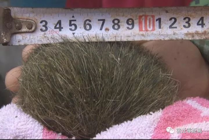 农民杀猪得猪宝价值300万,杀猪取出猪宝价值300万