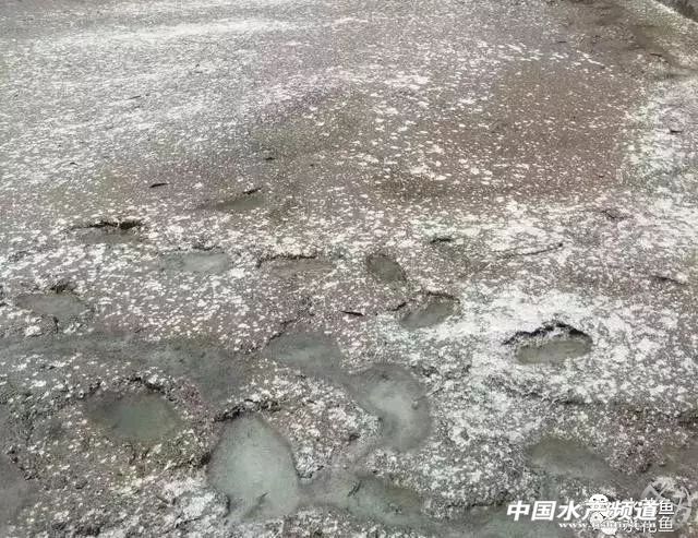 生石灰能治哪几种鱼病,鱼病了不开口怎么办