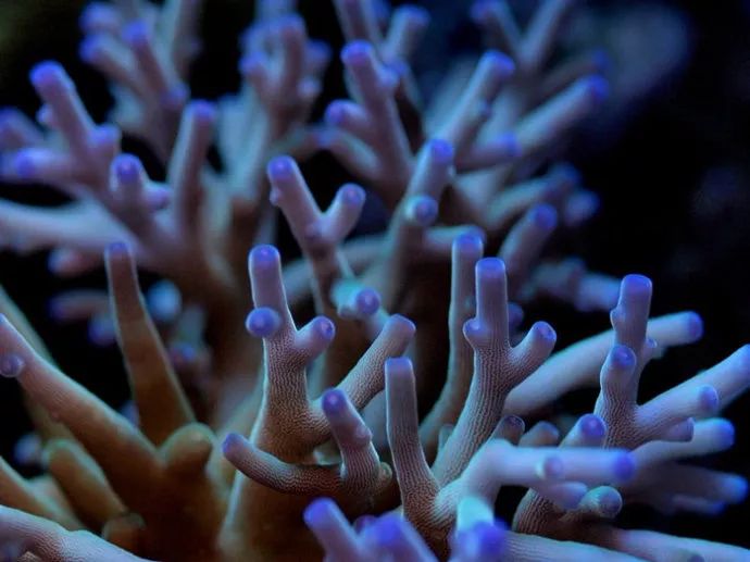 玩SPS，就像炒鸡蛋！