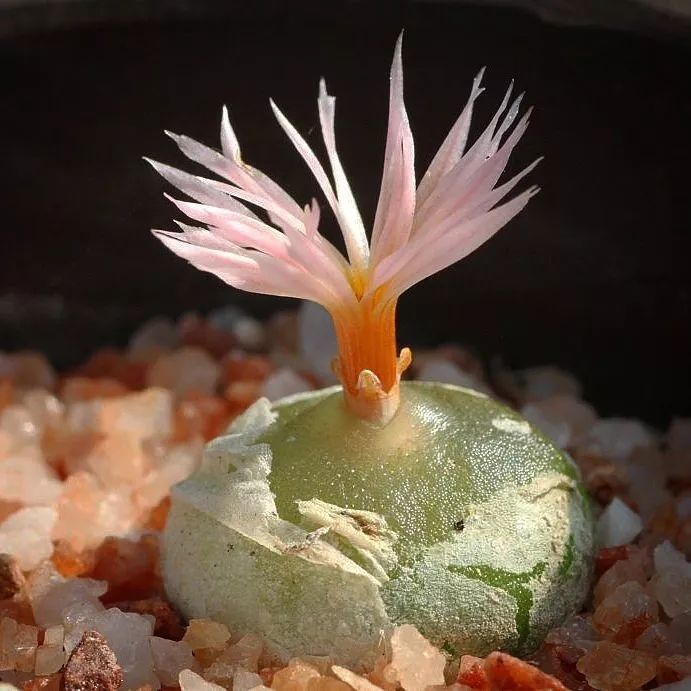 情人节趣味多肉,情人节多肉