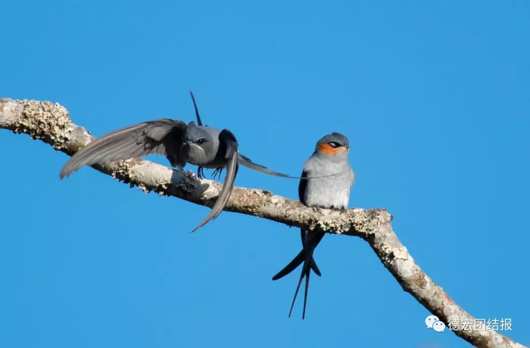 春天真的来了，这群鸟在瑞丽户瓦山大秀恩爱！