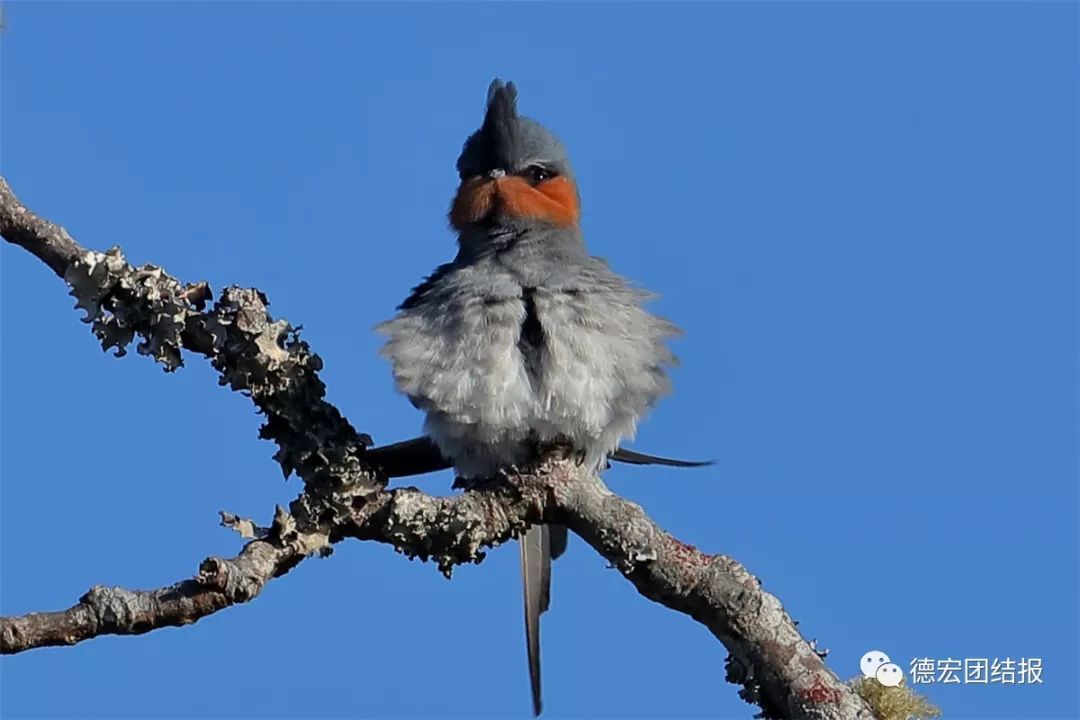 春天真的来了，这群鸟在瑞丽户瓦山大秀恩爱！