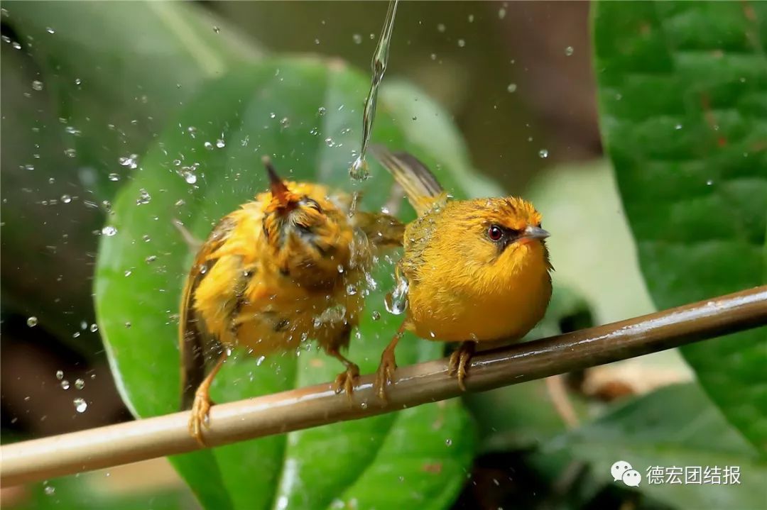 春天真的来了，这群鸟在瑞丽户瓦山大秀恩爱！