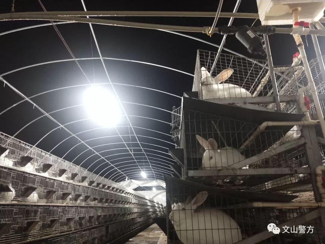 「基层一线」暴雨来袭民警紧急转移4000只兔子为群众挽回经济损失近百万元