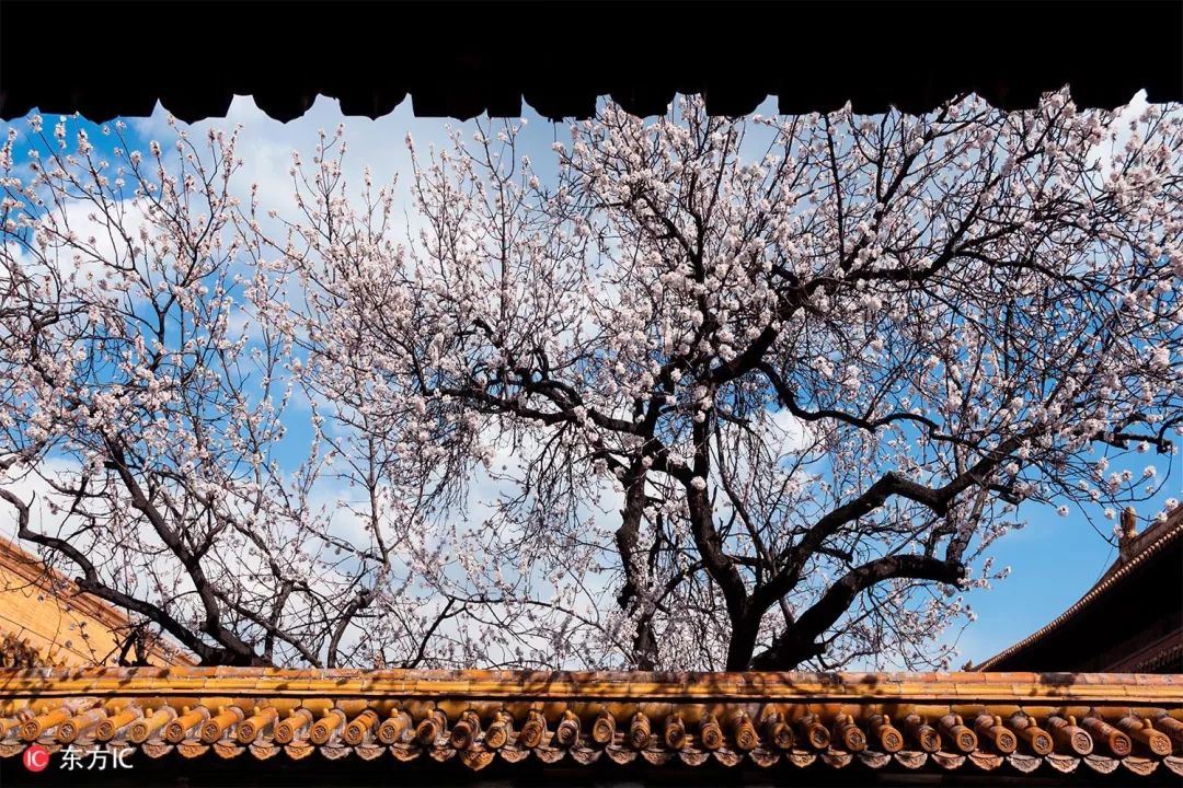 你想看的故宫，这里都有｜东方IC