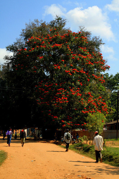 马拉维全集,马拉维唱歌