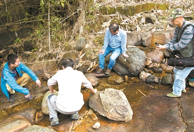从化飞瀑草,飞瀑草