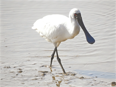 从化飞瀑草,飞瀑草