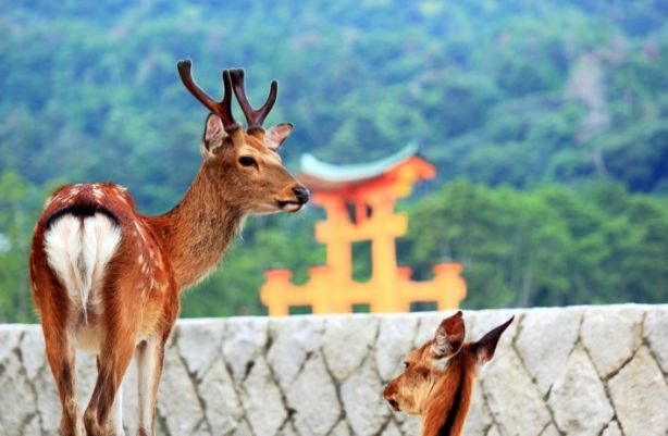 日本东京动物园一日游攻略,日本最值得去的小动物