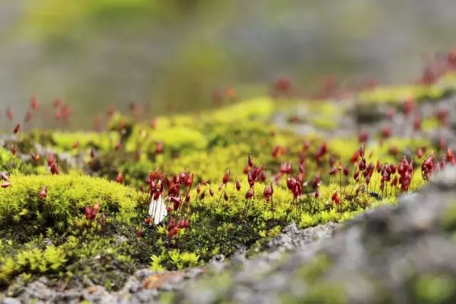 机构上百元的自然课程~春日踏青最常见的，孩子想知道的都在这里！大自然拓荒者小矮人~