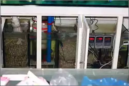 起起伏伏教程,海缸珊瑚的饲养